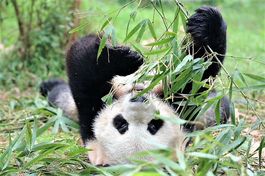 pandas