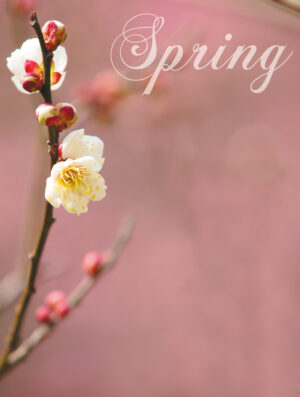 Pink Spring