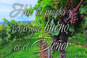 Ordinary Time - Week 20 - Response - Spanish - B