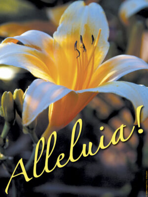 Easter Cover - English