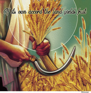 Ordinary Time Week 11 - English