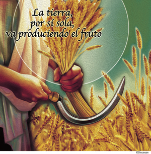 Ordinary Time Week 11  - Spanish