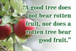 Ordinary Time - Week 8 - Gospel - English - V2