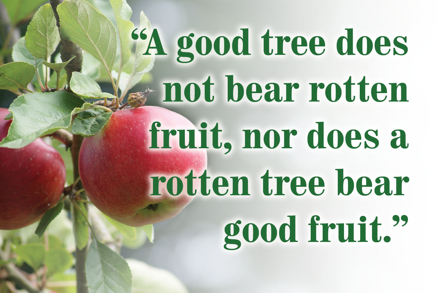 Ordinary Time - Week 8 - Gospel - English - V2