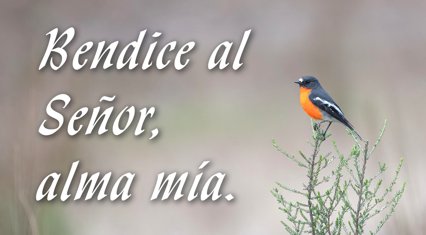 Easter - Vigil - Response - Spanish - V2 1 Easter - Vigil - Response - Spanish - V2