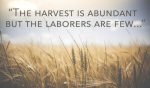 Ordinary Time - Week 11 - Gospel - English - V2