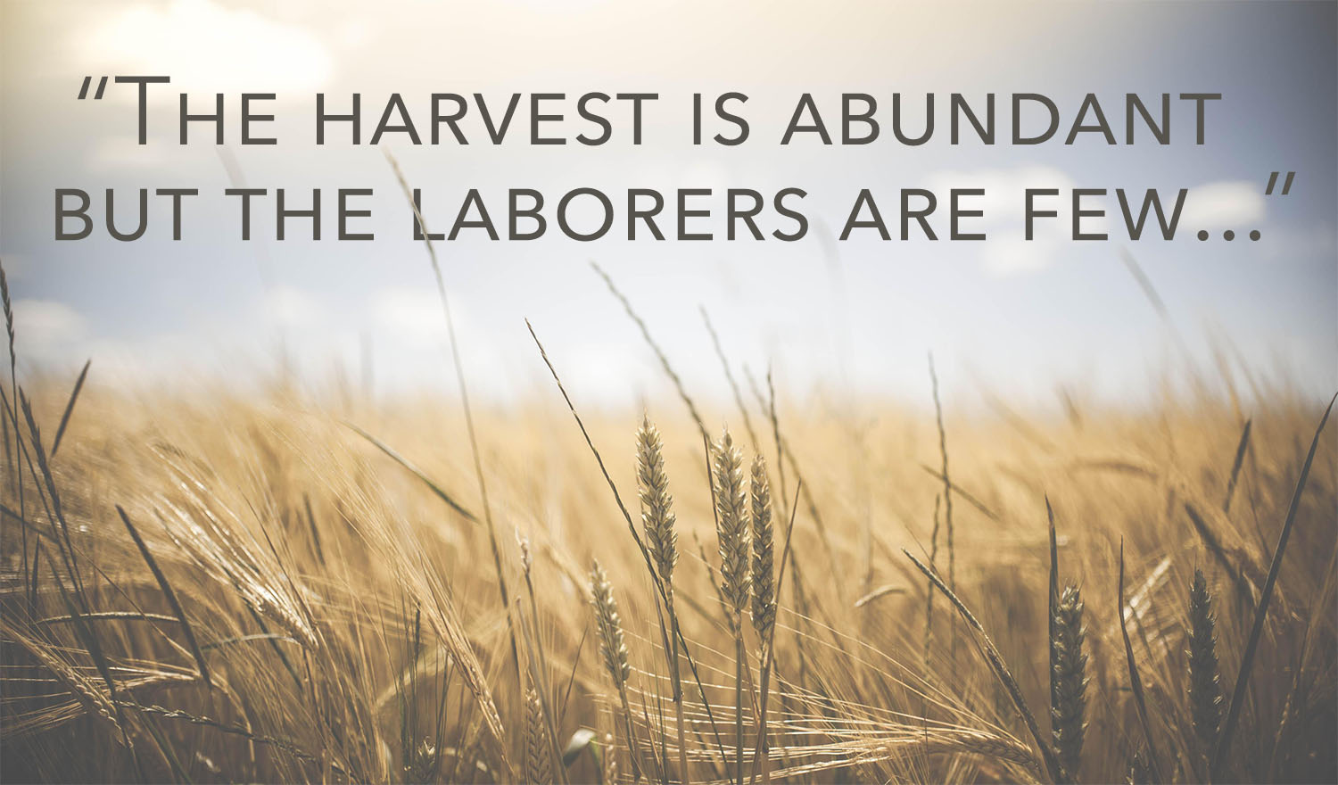 Ordinary Time - Week 11 - Gospel - English - V2