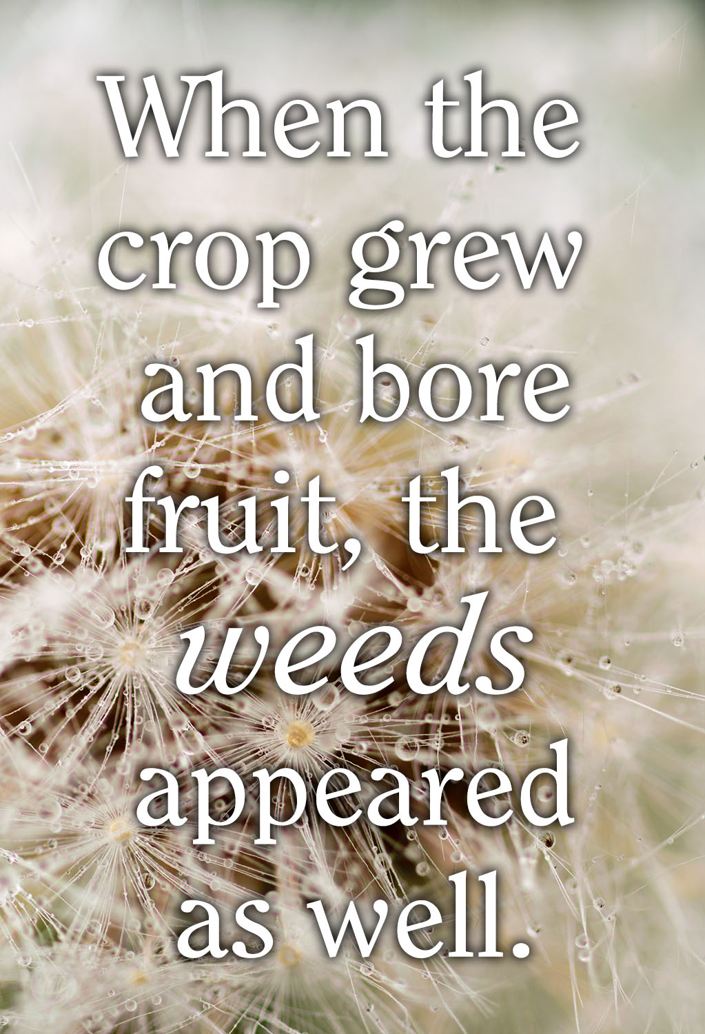 Ordinary Time - Week 16 - Gospel - English