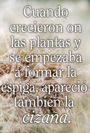 Ordinary Time - Week 16 - Gospel - Spanish