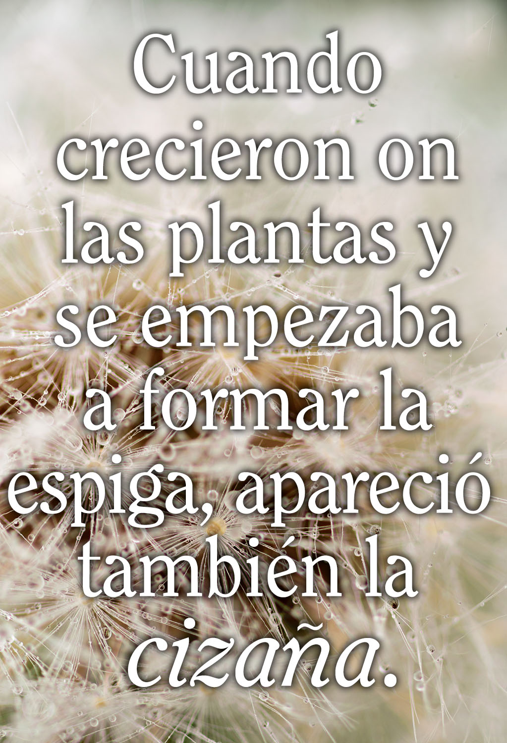 Ordinary Time - Week 16 - Gospel - Spanish