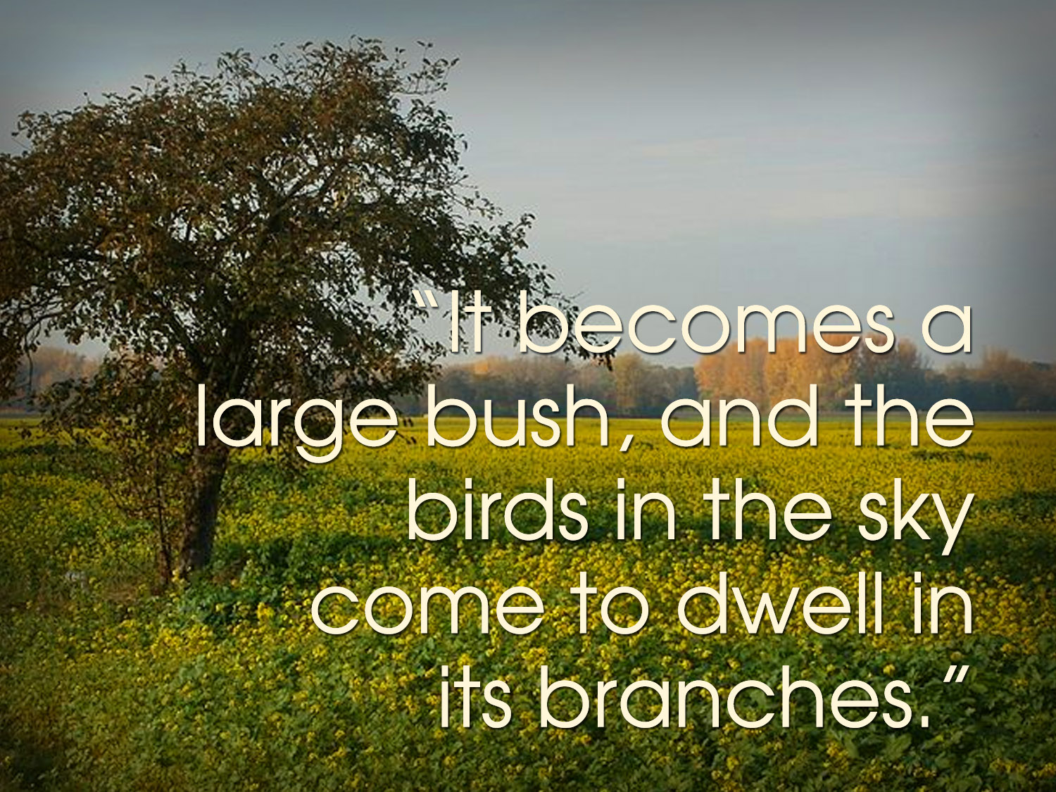 Ordinary Time - Week 16 - Gospel - English - V2