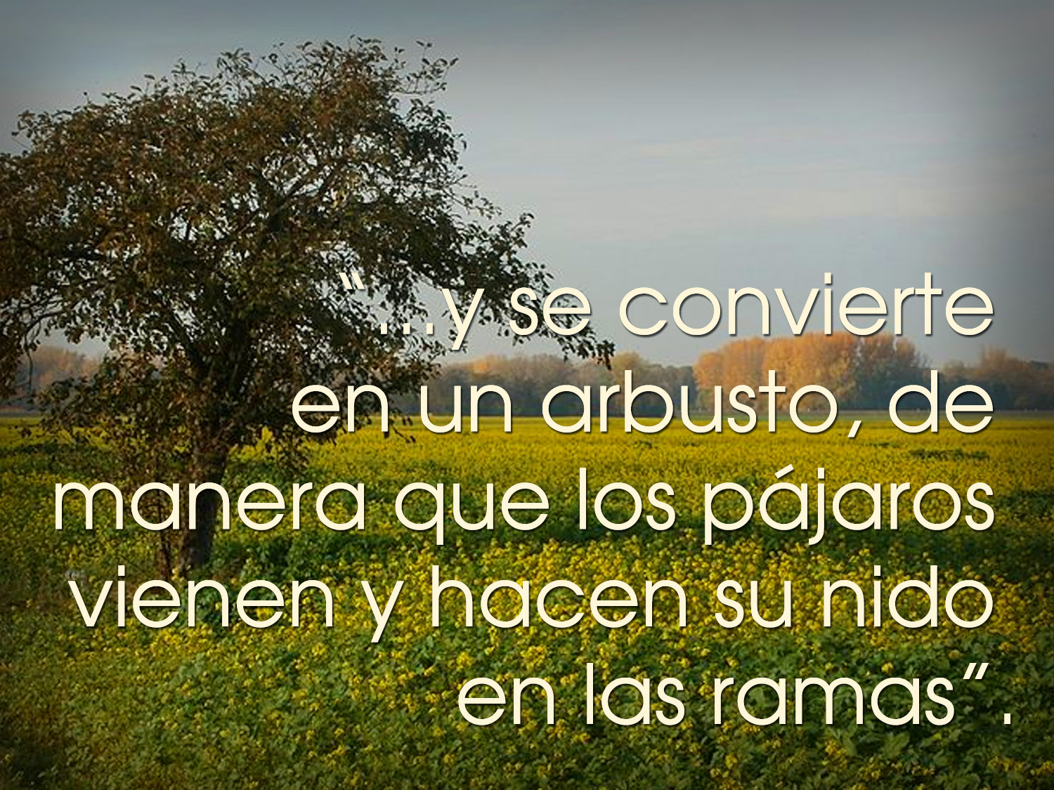 Ordinary Time - Week 16 - Gospel - Spanish - V2