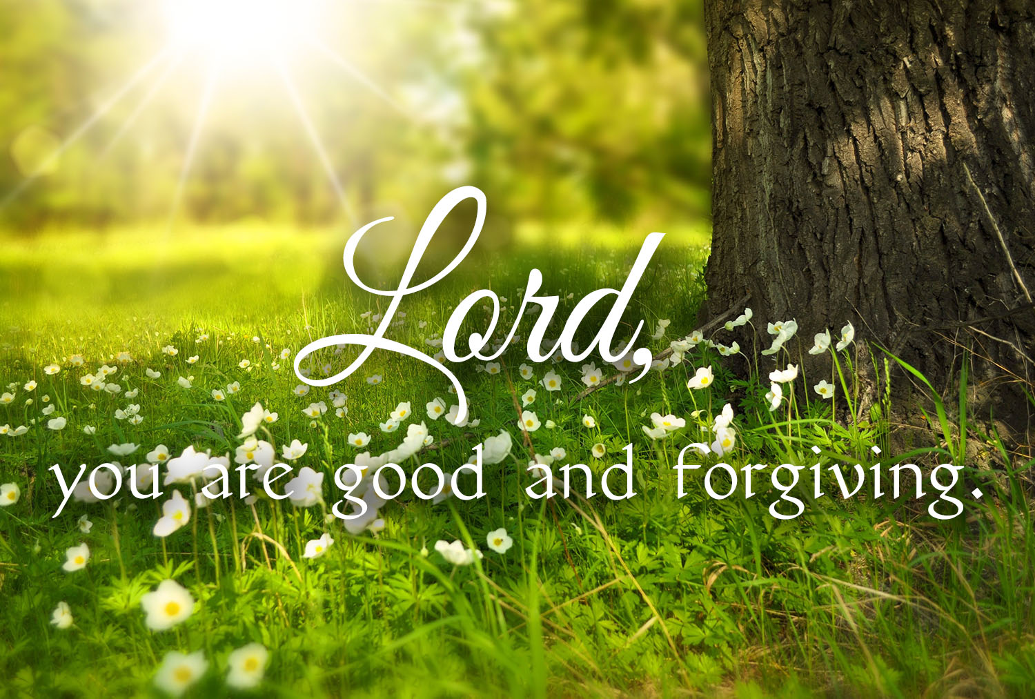 Ordinary Time - Week 16 - Response - English 1 Ordinary Time - Week 16 - Response - English