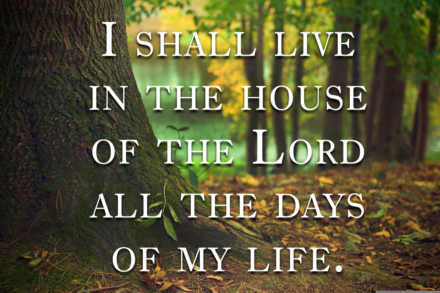 Ordinary Time - Week 28 - Response - English